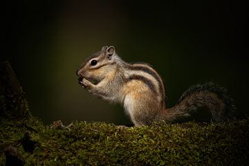 Sibirisches Erdhörnchen von Elles Rijsdijk
