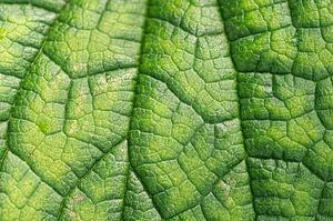 Green as a leaf (close-up of the veins of a leaf)