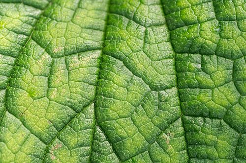 Green as a leaf (close-up of the veins of a leaf) by Birgitte Bergman