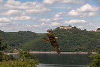 Black kite above the Edersee