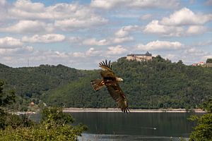 Schwarzmilan über dem Edersee