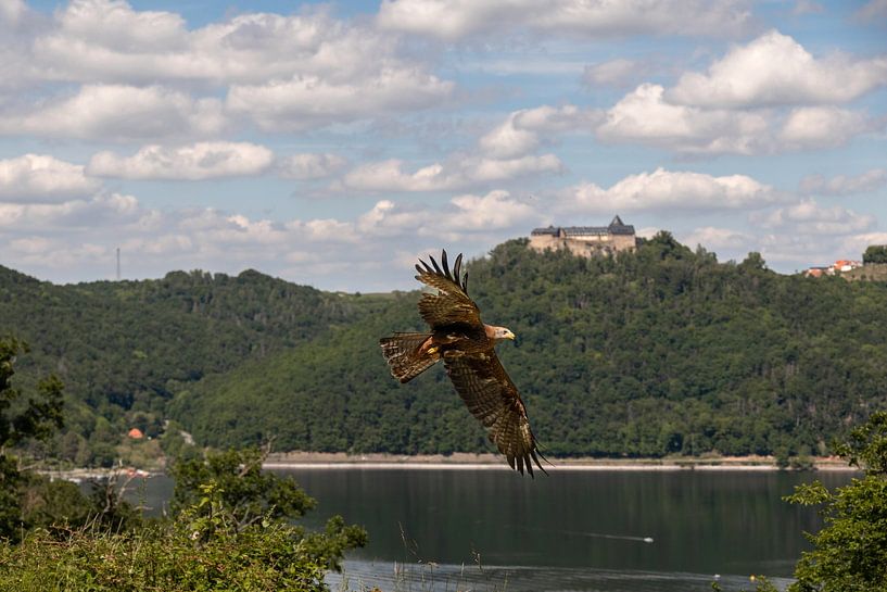 Milan noir au-dessus du lac Edersee par Janny Beimers