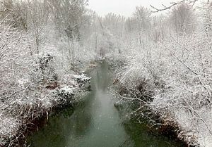 Winter im Auwald