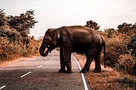 Éléphant par Fotoverliebt - Julia Schiffers Aperçu