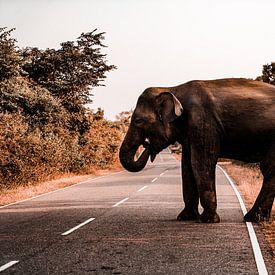 Éléphant sur Fotoverliebt - Julia Schiffers