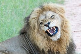 Laughing for the photo by Marijke Arends-Meiring