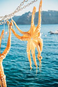 Oktopus in der Sonne