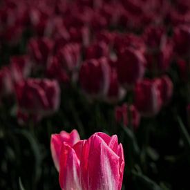 Tulip on Goeree-Overflakkee by Angelique Niehorster