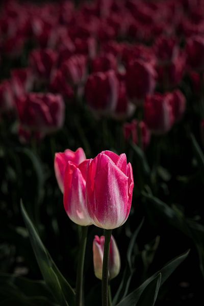 Tulipe sur Goeree-Overflakkee par Angelique Niehorster