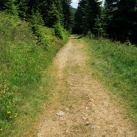 Alpiner Waldweg von Hilde Heikoop