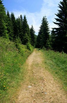 Sentier forestier alpin