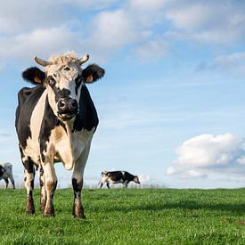 vaches noires et blanches dans une prairie verte et herbeuse de la campagne belge sur anton havelaar