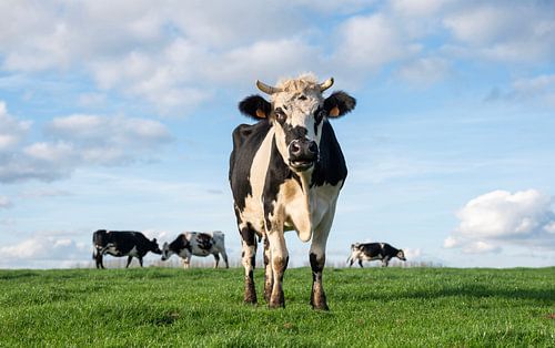 black and white cows in green grassy belgian meadow of countrysi