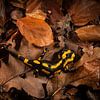 Een vuursalamander tussen de bladeren van Douwe Schut