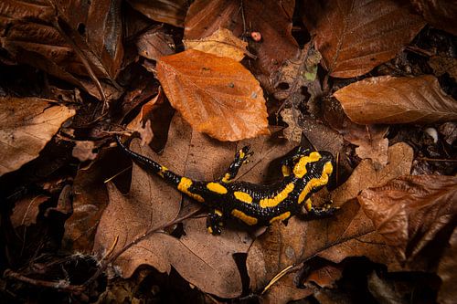 Ein Feuersalamander inmitten der Blätter
