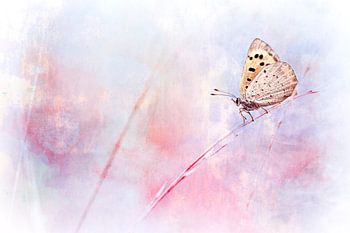 Love me or leave me II