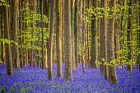 Lente in het Hallerbos