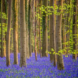 Bluebells in the Forest of Halle