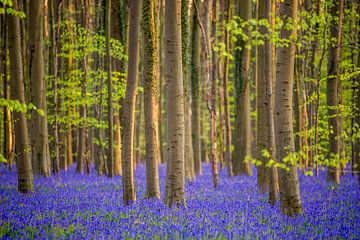 Bluebells in the Forest of Halle by Bert Beckers