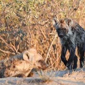 Hyena by Robert Styppa