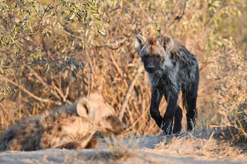 Hyena van Robert Styppa