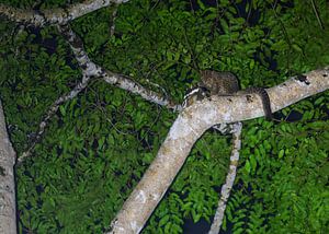 Un chat de marbre se lave dans la jungle