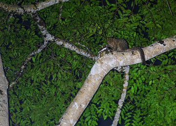 Marbled cat grooms itself in the jungle by Lennart Verheuvel