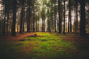 Mystischer Wald von Skyze Photography by André Stein