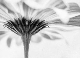 Berührt von Corinna van der Ven