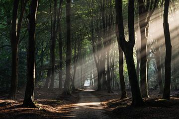 Rayons de soleil à travers la forêt de Speulder