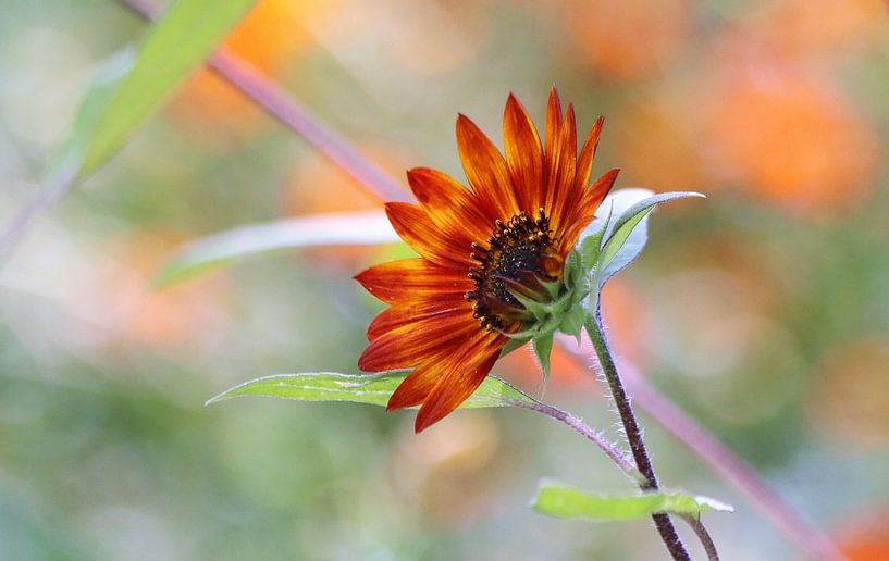 Tournesol orange unique, fond orange, solitaire, couleurs chaudes, fond orange, vert, s par Ina Roke