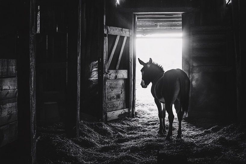 Donkey in old stable by Imperial Art House