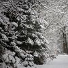 landschap met sneeuw  en dennegroen van Karijn | Fine art Natuur en Reis Fotografie