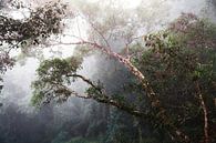 Brouillard dans la jungle par Yvette Baur Aperçu