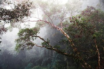 Brouillard dans la jungle sur Yvette Baur