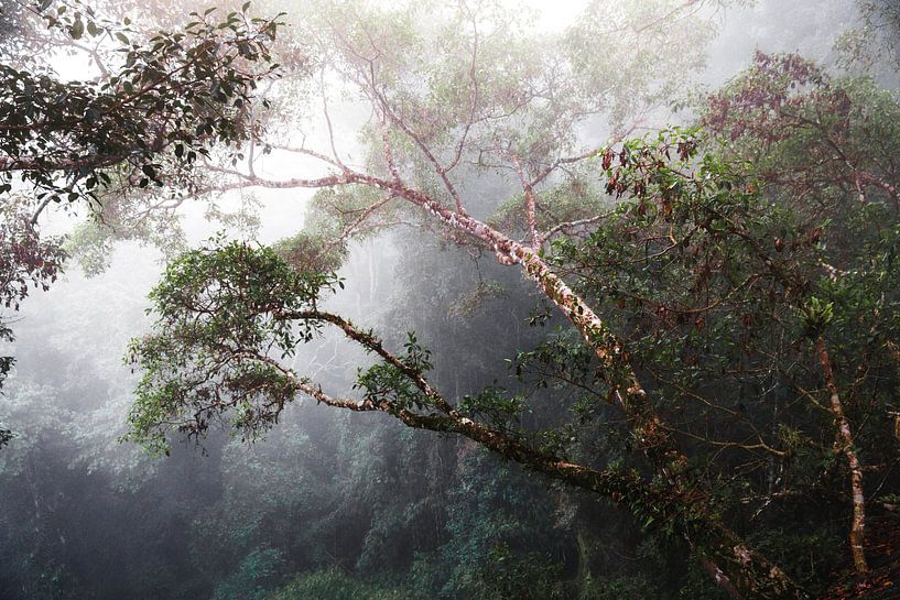 Brouillard dans la jungle par Yvette Baur