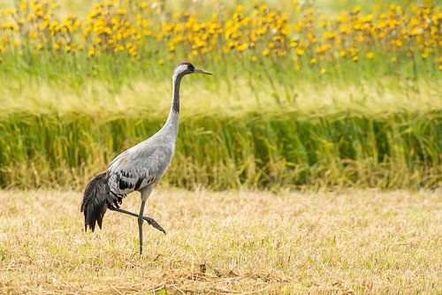 Kraanvogel in graanveld