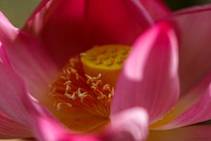 lotus