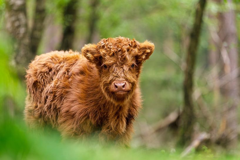 Das junge Highlander-Kalb von Martin Bergsma