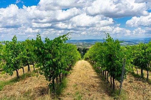 Wijngaarden in Toscane in Italië
