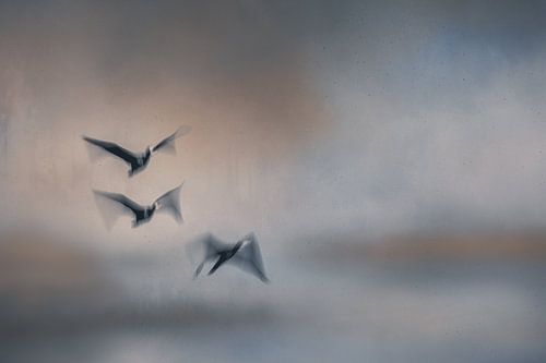 Aalscholvers movement