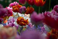 Kleurige tulpen van Melanie kempen thumbnail