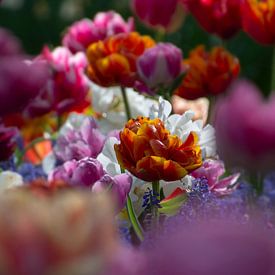 Colorful tulips by Melanie kempen