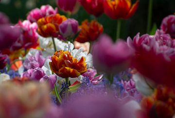Kleurige tulpen