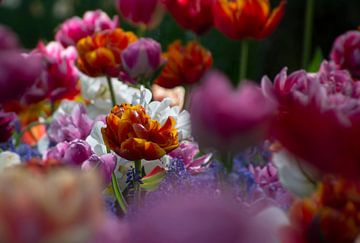 Des tulipes colorées