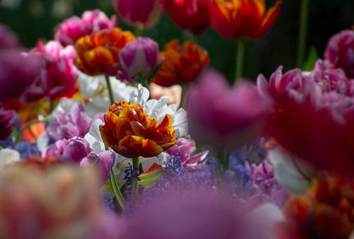 Colorful tulips