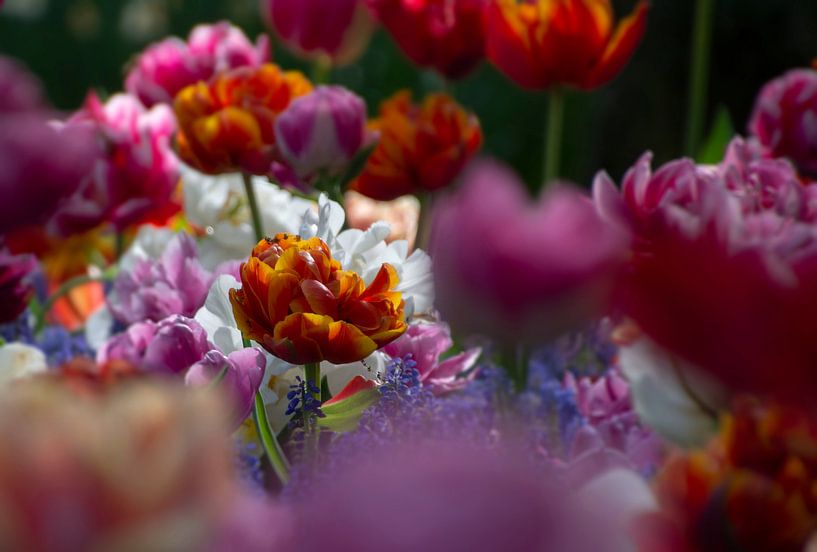 Kleurige tulpen van Melanie kempen