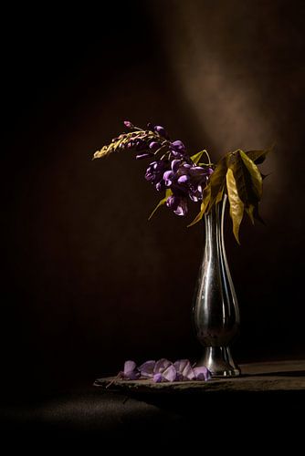 Nature morte glycine sur Wilfried Roovers