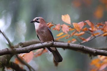 Jay in autumn forest Germany Black Forest by Frank Fichtmüller