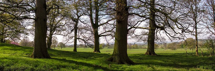 Panorama in Lake District par Tineke Roosen